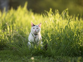 A cat outdoors.