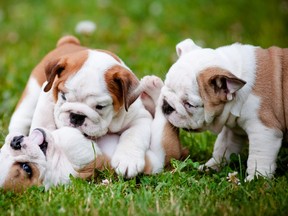 English bulldog puppies.