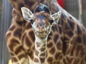 Baby Long Legs the giraffe has been growing at a rapid pace since being born at the Toronto Zoo last month.