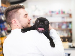Get yourself a cute French bulldog to attract women for a date.