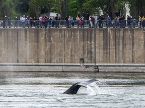 People watch as a humpback whale swims in the Old Port Tuesday, June 2, 2020 in Montreal. A whale research group says a wayward humpback whale that had captivated crowds in the Montreal area in recent days appears to have been found dead.
