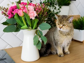 Gray chinchilla cat breed next to a bouquet of flowers in a modern kitchen interior