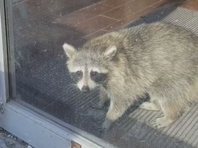 A raccoon was spotted in a Wellesley St. salon after apparently falling through the ceiling and getting trapped inside the locked building.