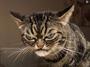 The latest animal internet sensation, Grumpy Kitzia.