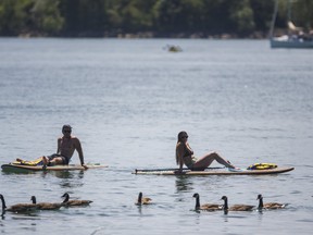 Canada Geese swim past two standup paddle boarders at  the Beach neighbourhood in Toronto on Tuesday, June 9, 2020.