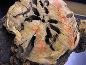 Cross section of a maple tree trunk damaged by Asian long-horned beetle.