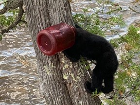 A bear cub is seen with a red bail stuck on its head in a tree in Kenogami, Ont. on Sunday, July 19, 2020.