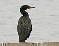 A Double-crested Cormorant