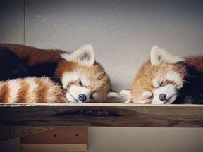 Toronto Zoo red panda Ila and her mate Suva are new parents.