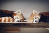 Toronto Zoo red panda Ila and her mate Suva are new parents.