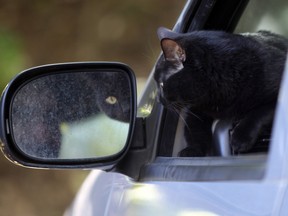 A cat went for a long ride under the hood of a car.
