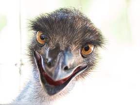 Emu head with white background.