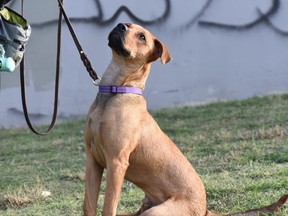 Gumaro, a 'wiggly' pup from Mexico is looking for a forever home