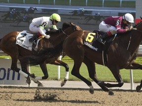 Jockey Rafael Hernandez guides Halo Again to a victory at Woodbine yesterday.  Michael Burns photo