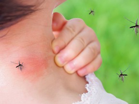 cute asian baby girl has rash and allergy on neck skin from mosquito bite and sucking blood while playing outdoor