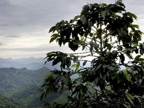 A coffee plant stands in the Andes Mountains in Colombia on Oct. 21, 2011.