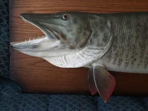 A mounted Muskie.