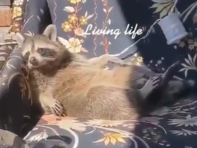 A raccoon was caught on tape lounging on a porch, "living life," as the folks who filmed the video captioned.