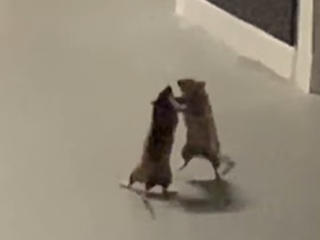 A woman in Singapore captured this scrap between two rats while a cat watched the melee.