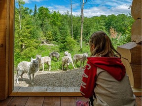 A young guest studies the neighbours at one of Parc Omega's new wolf cabins.