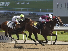 Jockey Rafael Hernandez guides Halo Again to victory at the Queenston Stakes.