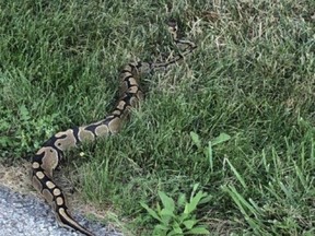 Ball python spotted in Beamsville