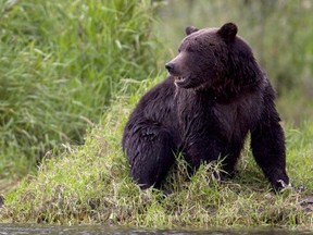 A bear fishes along a river in Tweedsmuir Provincial Park near Bella Coola, B.C. on Sept 10, 2010.