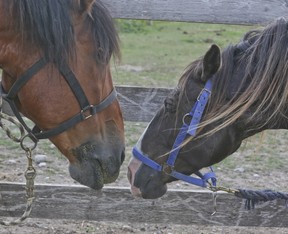 The Horses that are compatible are placed beside one another along the trail Pathways on Pleasure Valley. Veronica Henri/Toronto Sun