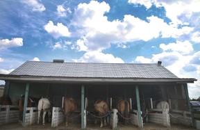 Horses in their stalls at Pathways on Pleasure Valley. Veronica Henri/Toronto Sun