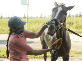Woodbine Oaks contender Curlin's Voyage gets a bath wash down from Hall of Fame trainer Josie Carroll on Aug. 12, 2020. Curlin's Voyage will attempt to capture the $500,000 Woodbine Oaks on Aug. 15, 2020 at Woodbine.