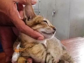 A cat who smuggled drugs into a Sri Lankan prison escaped.