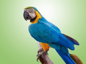 A parrot perched on a branch.