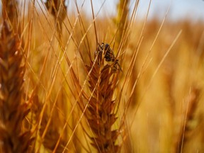 A sweat bee relaxes on golden wheat east of Vulcan, Ab., on Tuesday, August 4, 2020. Mike Drew/Postmedia