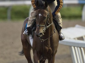 Belichick is the only horse in Saturday’s $1-million Queen’s Plate at Woodbine Racetrack that has yet to win a race. Michael Burns Photo