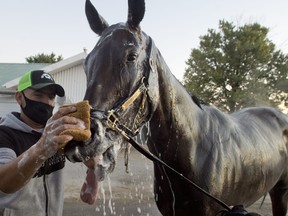 Queen's Plate contender Holyfield gets cleaned yesterday. Holyfield will attempt to capture the $1,000,000 dollar race on September 12 at Woodbine Racetrack without spectators. photo