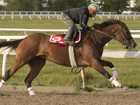 Ricoh Woodbine Mile contender Starship Jubilee breezes under jockey Justin Stein for trainer Kevin Attard. Starship Jubilee will attempt to capture the $1-million Ricoh Woodbine Mile without spectators on Sept. 19, 2020.