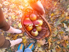 Take a stroll through a corn walk, sample some of the finest ciders and meads in the region and pick your own apples and pumpkins in Middlesex County.