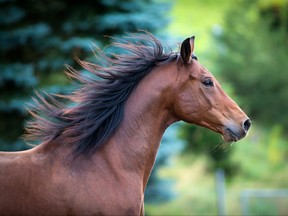 Bay horse portrait on green background. Trakehner horse with long mane running outdoor.