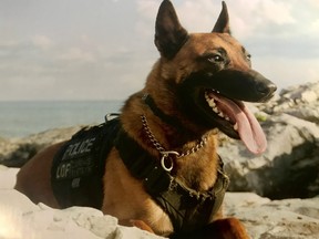 Durham Regional Police Service Dog Six.
