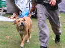 A man, believed to be a resident of a tent encampment in Trinity-Bellwoods Park, allegedly ordered his dog to attack a member of the media on Wednesday, Sept. 10, 2020.