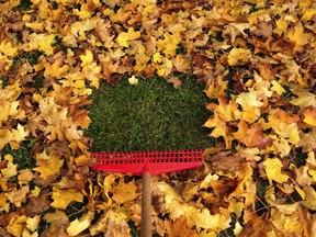 Raking leaves in the fall, chopping them up with a lawnmower and spreading the pieces in your garden will help insulate your plants for the winter and add nutrition to the soil.