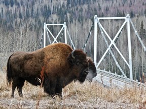 A bison is pictured in this undated file photo.