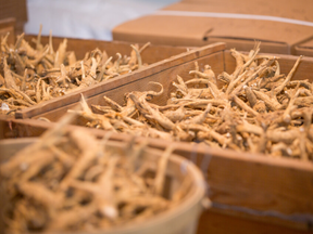 Canada is the world's second-largest ginseng exporter after China, with most of its exports shipped to Hong Kong on their way to mainland China, Singapore and Taiwan.

The pandemic has devastated the niche trade, however, in another example of the virus's disruption to the global food and agriculture supply chain. Outbreaks have also stopped fruit shipments, shut down meat plants and sickened migrant farm workers.
