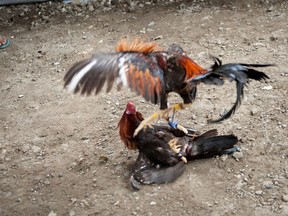 A police officer in the Philippines was killed during a raid on an illegal cockfight den after a rooster’s blade sliced his femoral artery, an official said Tuesday.