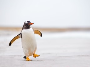 A Gentoo penguin, like this one, is 41.