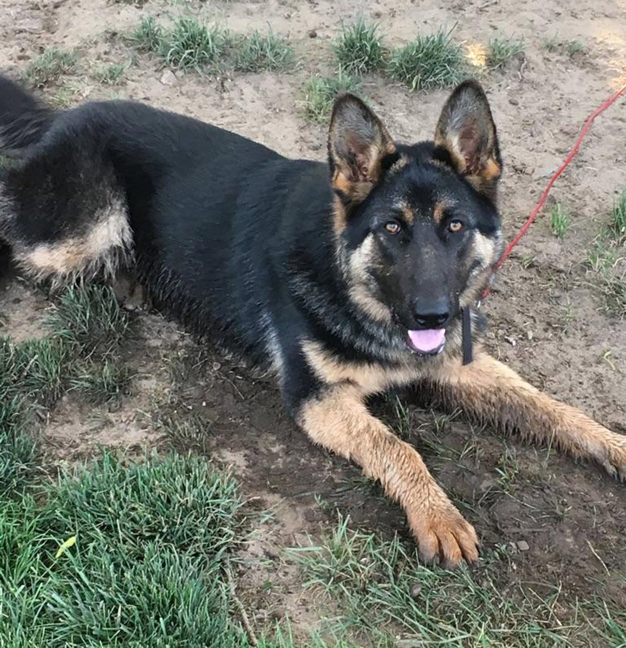 Family dog killed 2monthold baby as parents awoke to movement on bed