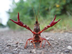 Red swamp crawfish (Procambarus clarkii) poised for attack in the street.