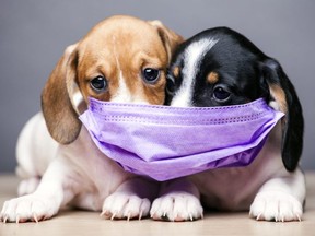 image of dog mask dark background