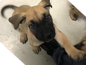 An image released by Durham police of one of three puppies that have been recovered after seven puppies were stolen from an Oshawa apartment.