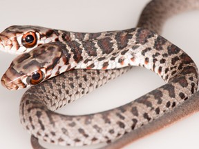 A rare, two-headed racer snake has been discovered by a house cat in Florida.